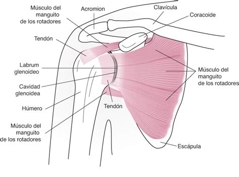 Image:Anatomía de la articulación del hombro-Manuale Merck versión para ...