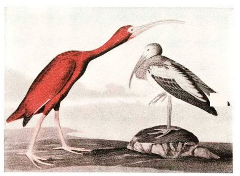 What Is The Setting Of The Scarlet Ibis at Shelley Siegel blog
