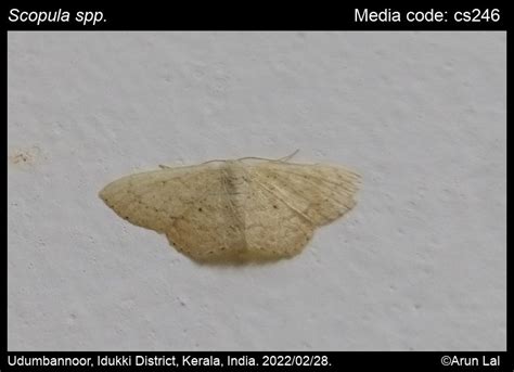 Scopula spp. | Moths