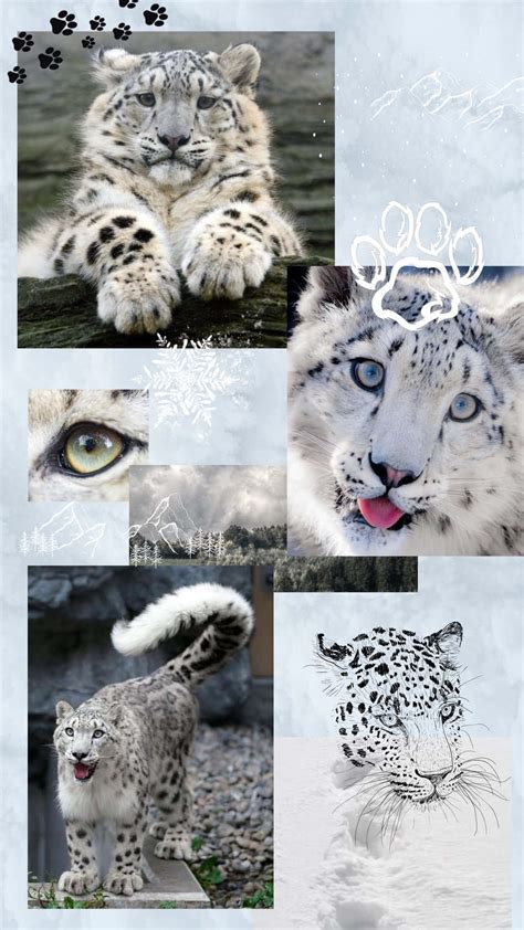 Download Snow Leopard Collage Wallpaper | Wallpapers.com