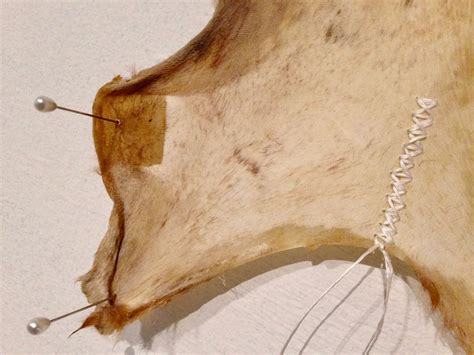 Image result for Skinning Python