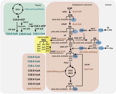 Uptake and Metabolic Conversion of Exogenous Phosphatidylcholines ...