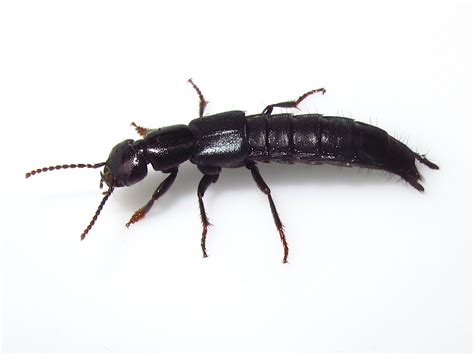 Image result for Insect V Insect