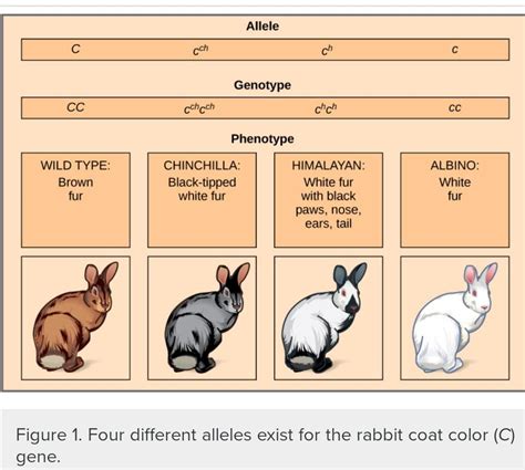 Predict the phenotype for a rabbit with a ch\r\nc\r\nch genotype. \r ...