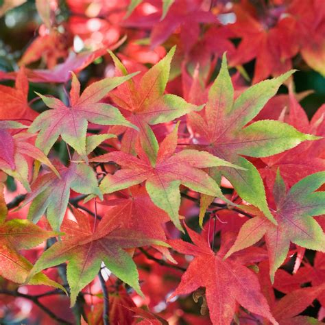 Acer Palmatum Osakazuki Japanese Maple Deciduous Potted Trees For Small ...