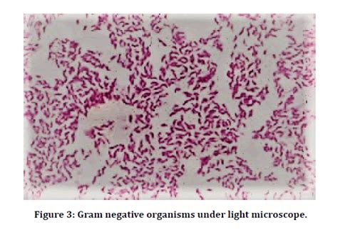 medical-dental-science-negative-organisms