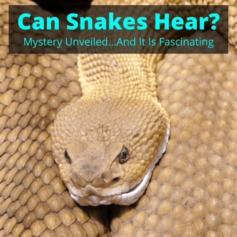 Do Snakes Have Good Hearing