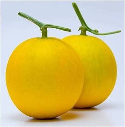 MAA Muskmelon, Kharbuja Seed Price in India - Buy MAA Muskmelon ...