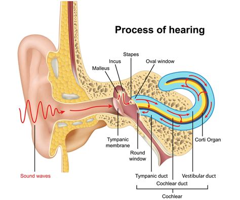 File:Diagram Showing The Parts Of The Outer Ear CRUK, 59% OFF