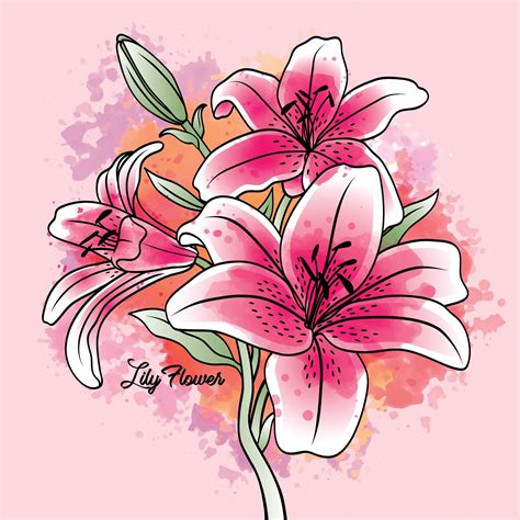 Lily Flower Drawings In Color