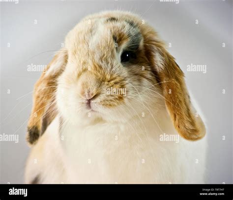 Tricolor bunny with floppy ears Stock Photo - Alamy