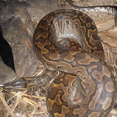 Image result for Python Predators Africa