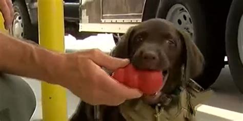 WATCH: SCDNR introduces Hank the puppy