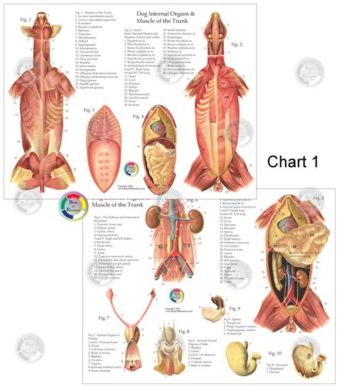 Understanding Dog Anatomy With Labeled Diagrams Dog Anatomy Vet