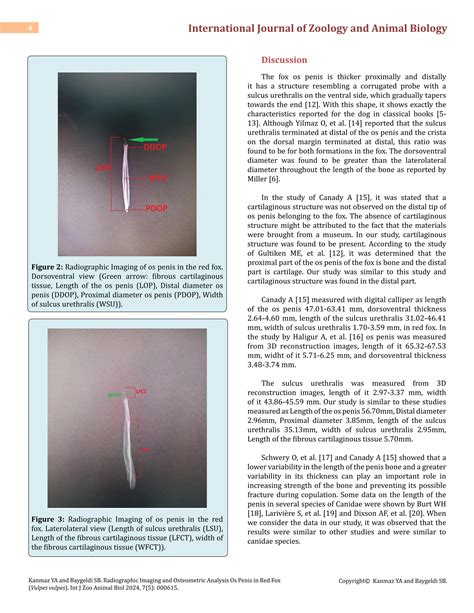 Radiographic Imaging and Osteometric Analysis Os Penis in Red Fox (Vulpes vulpes) | PDF