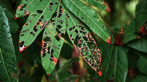 Pests On Plants: How to Eliminate Plant Fungi & Other Pests