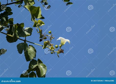 Beaumontia Grandiflora or Easter Lily Vine Stock Photo - Image of ...
