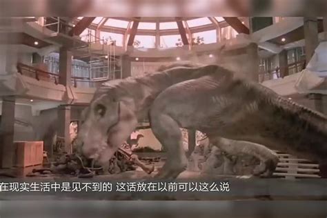 亚洲唯一暴龙足迹“现身”厦门，恐龙化石科考展对外开放