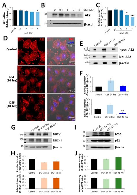Drug Repurposing as an Antitumor Agent: Disulfiram-Mediated Carbonic ...