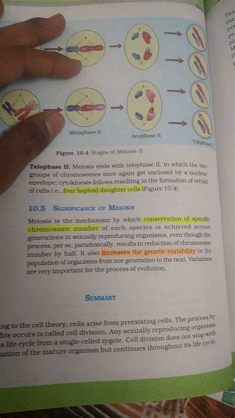 Metaphase II Anaphase II Figure 10.4 Stages of Meiosis II Telophase II: M..