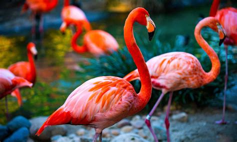 Discover the National Bird of The Bahamas - A-Z Animals