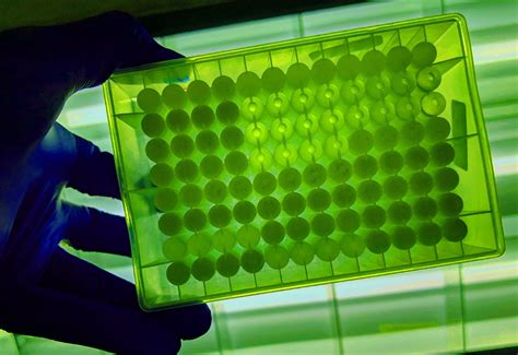 'Think of yeast as a factory...' Microbial fermentation can deliver CBD ...
