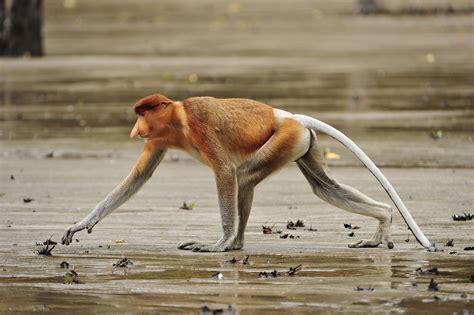 The Wonderful, Transcendent Life of an Odd-Nosed Monkey | Hakai Magazine