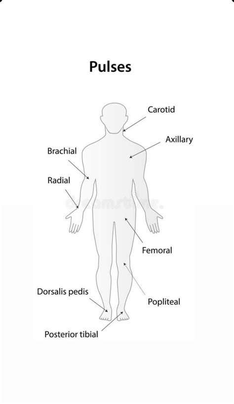 Artery vs vein structure compared with anatomical differences outline diagram – Artofit