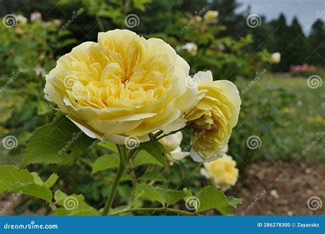 Dense Yellow Flowers of English Climbing Rose Cultivar the Pilgrim ...