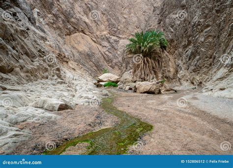 Rough Landscape with a Small River and a Palm Tree in a Wadi in ...