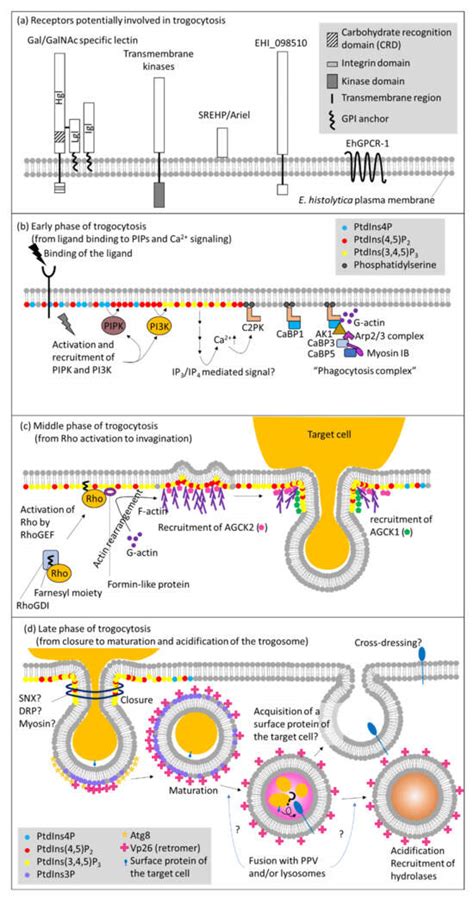 Trogocytosis in Unicellular Eukaryotes