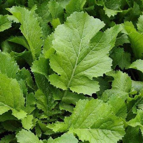 Digikida Mustard Seeds Indian Sarso Saag Leaf Desi Vegetable Seeds for ...
