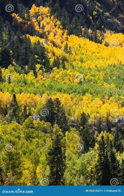 Colorado Aspen Autumn Fall Colors Stock Image - Image of autumn, forest ...