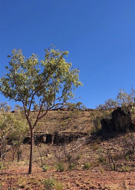 Judbarra Range: Gregory National Park Aboriginal Cultural Landscape