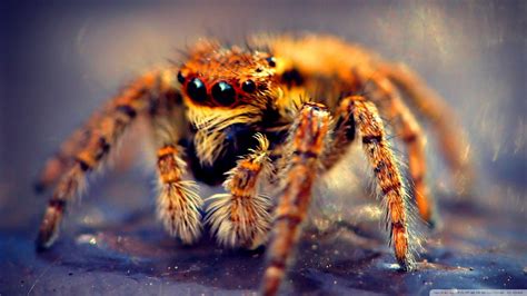 Image result for Spider Species Classification Using Machine Learning