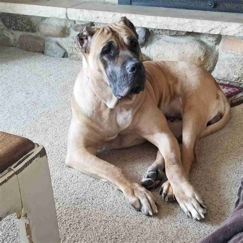 The Story of Luna Mae – Ruff Start Rescue