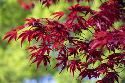 Japanese Acers: The ultimate guide to what to grow, how to grow it and ...