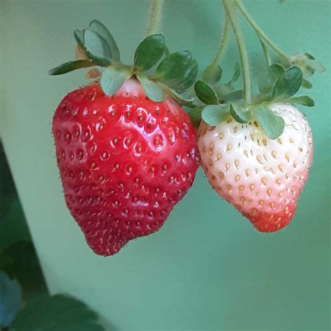 Everbearing Strawberry Propagation in a Vertical Planter