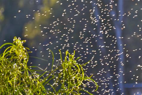 Gnats: Types, Bites, and Management