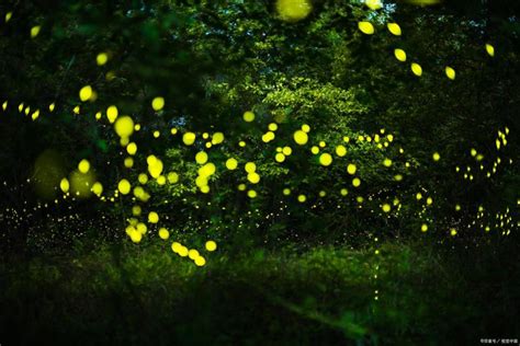 中国科学院西双版纳热带植物园，萤火虫进入观赏期_腾讯新闻