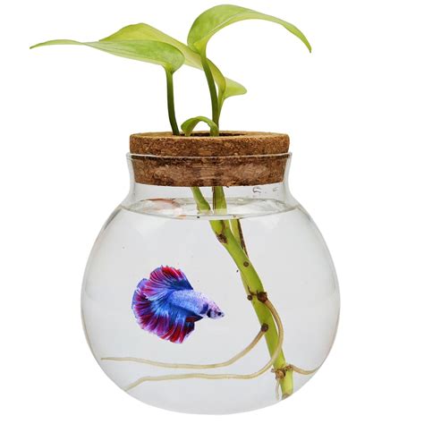 Betta Fish Bowl Plants