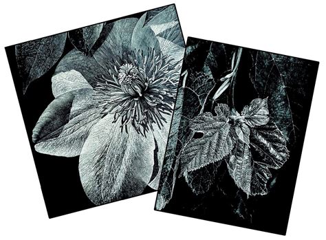 Image result for Scratchboard Examples