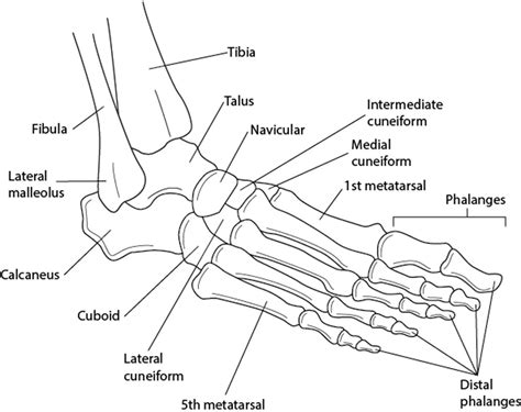 Evaluation of the Ankle - Musculoskeletal and Connective Tissue ...