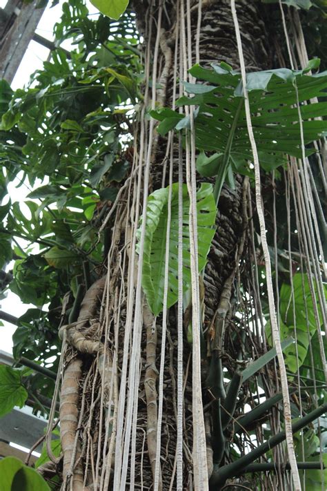 What is The Function of Aerial Roots? - The Houseplant Guru