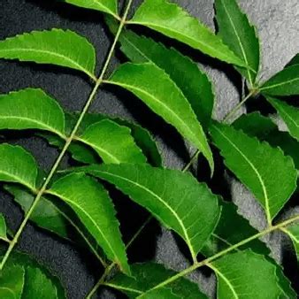 Baby & Kids Skin Brightening Ubtan - Gentle Care for Young Skin – omumsie