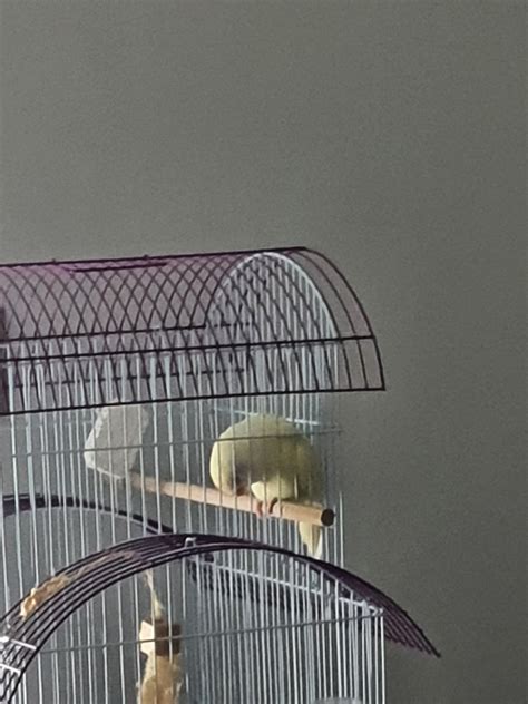 Weird sleeping position : r/Lovebirds