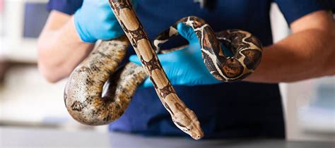 Where Do Veterinarians Work? 9 Locations You Might Not Expect - St ...