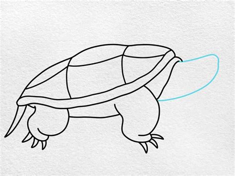 Image result for Snapping Turtle Drawing