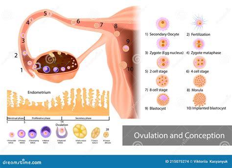 Ovulation and Conception Implantation. Fertilization and Development of a Human Embryo Stock ...