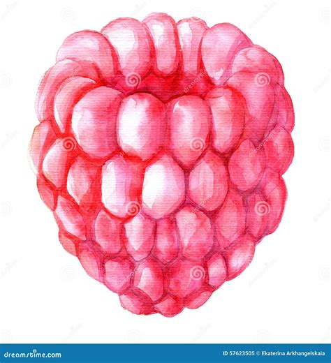 Watercolor Drawing Raspberry Stock Illustration - Image: 57623505